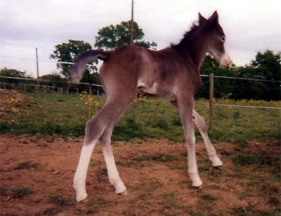 ARABE BARBE (POULAIN)